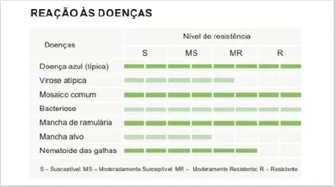 Tabela que mostra nível de resistência da nova cultivar de algodão