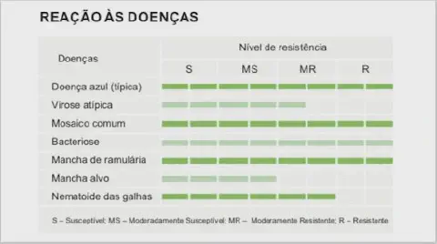 Tabela que mostra nível de resistência da nova cultivar de algodão
