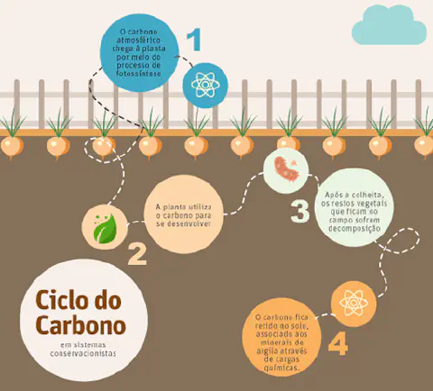 Ilustração que mostra como acontece o ciclo do carbono em ecossistemas conservacionistas
