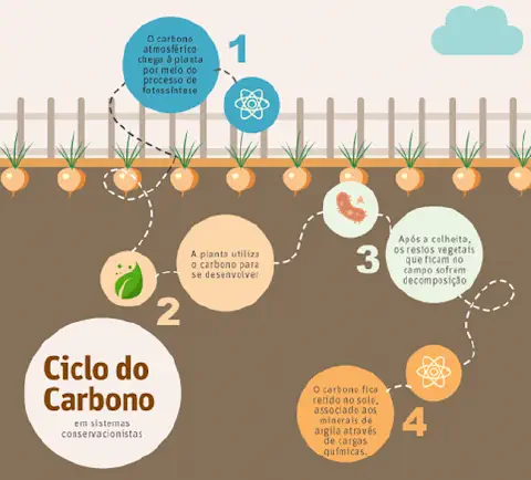 Ilustração que mostra como acontece o ciclo do carbono em ecossistemas conservacionistas