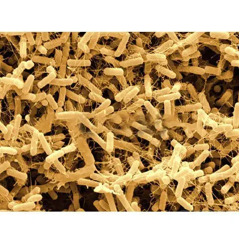 Na imagem, bactérias Bacillus amyloliquefaciens, usadas como matéria-prima de biofungicidas.