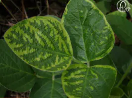 Foto de uma folha de soja, com sintoma de clorose por inibição do FS II