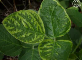 Foto de uma folha de soja, com sintoma de clorose por inibição do FS II