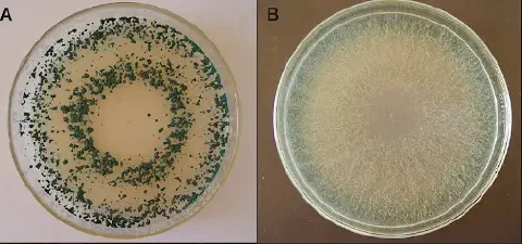 Imagem mostra fungo trichoderma em uma placa de vidro. O fungo possui coloração verde.