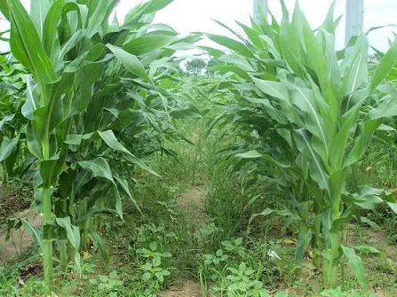 Lavoura de milho com alta infestação de plantas daninhas no solo