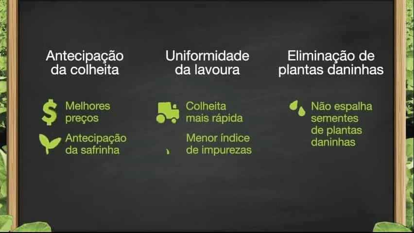 infográfico com fundo que simula um quadro-negro, emoldurado por uma borda de madeira e folhagens verde