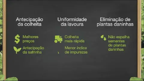 infográfico com fundo que simula um quadro-negro, emoldurado por uma borda de madeira e folhagens verde