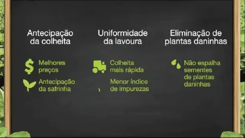 infográfico com fundo que simula um quadro-negro, emoldurado por uma borda de madeira e folhagens verde