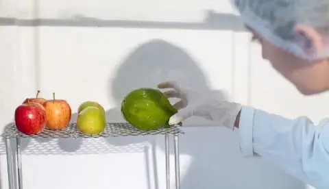 Imagem mostra mulher com luvas e touca no cabelo fazendo nanoemulsão em ceras de carnaúba em um mamão, duas laranjas e três maçãs.