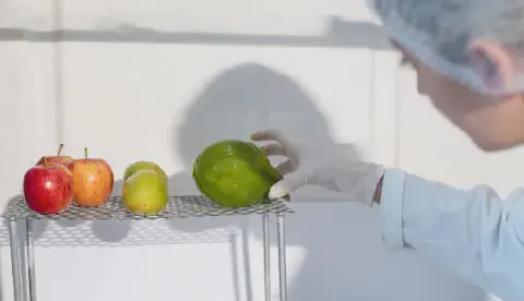 Imagem mostra mulher com luvas e touca no cabelo fazendo nanoemulsão em ceras de carnaúba em um mamão, duas laranjas e três maçãs.