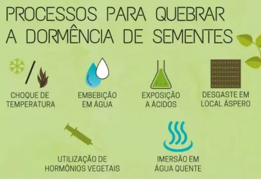 infográfico educacional que detalha seis processos distintos para superar a dormência em sementes, um estado fi