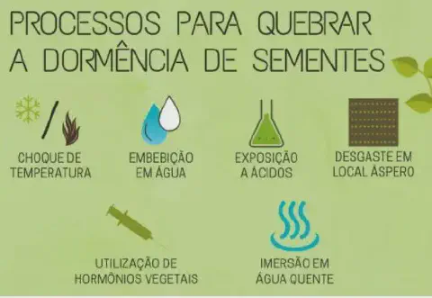 infográfico educacional que detalha seis processos distintos para superar a dormência em sementes, um estado fi