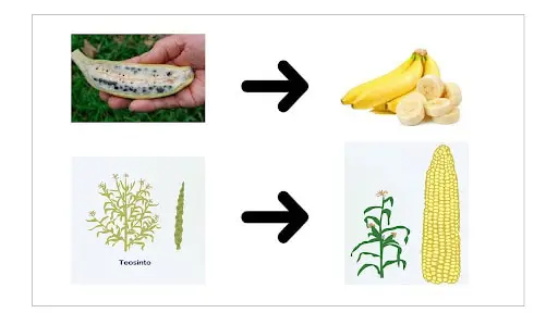 infográfico comparativo que ilustra a evolução de duas culturas agrícolas fundamentais através do processo de d