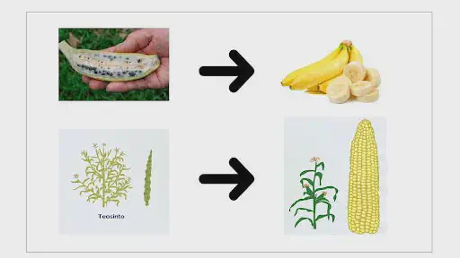 A Evolução das Plantas: Do Selvagem ao Cultivado infográfico comparativo que ilustra a evolução de duas culturas agrícolas fundamentais através do processo de d