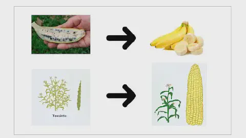 infográfico comparativo que ilustra a evolução de duas culturas agrícolas fundamentais através do processo de d
