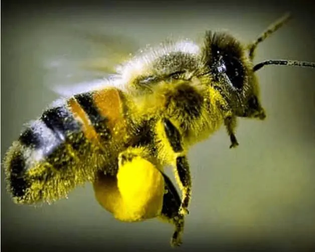 fotografia macro de uma abelha operária em pleno voo, capturada de perfil. O inseto está coberto por uma fina