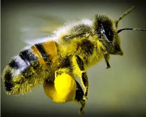 fotografia macro de uma abelha operária em pleno voo, capturada de perfil. O inseto está coberto por uma fina