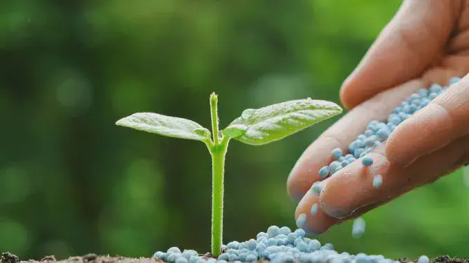 A Importância da Adubação para o Crescimento da Lavoura close-up de uma pequena muda de planta, com folhas verdes e vibrantes, brotando do solo. Ao lado, uma mão h