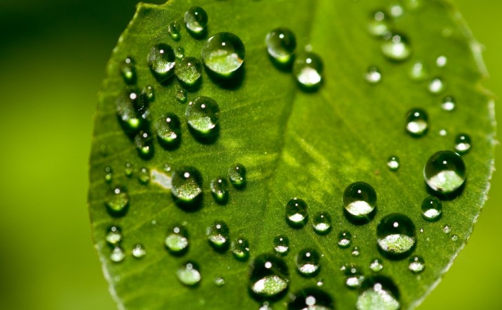 Fotografia macro de uma folha verde vibrante, coberta por dezenas de gotas de água límpidas e esféricas. As gotas, de diverso