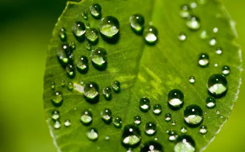 Fotografia macro de uma folha verde vibrante, coberta por dezenas de gotas de água límpidas e esféricas. As gotas, de diverso