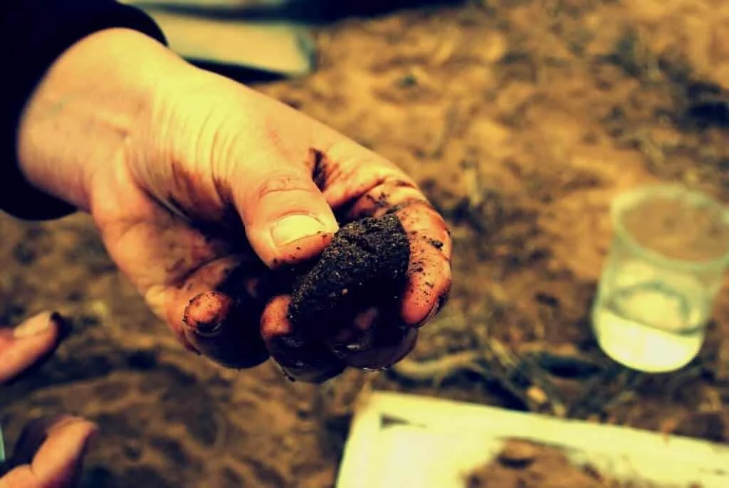 A Importância da Análise de Solo na Agricultura close-up da mão de uma pessoa, provavelmente um agricultor ou agrônomo, analisando um torrão de terra escu