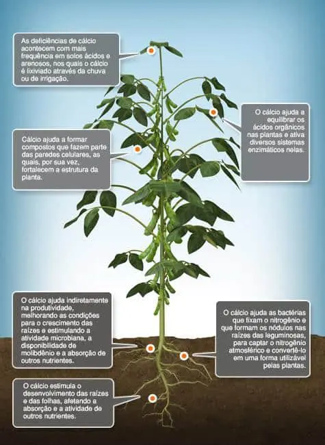 Este é um infográfico educativo que ilustra a importância do cálcio para a cultura da soja. A imagem central exibe uma planta
