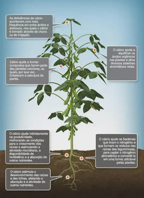 Este é um infográfico educativo que ilustra a importância do cálcio para a cultura da soja. A imagem central exibe uma planta