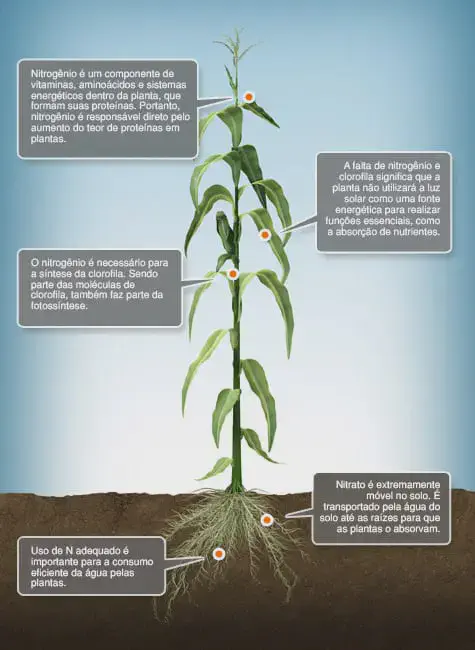infográfico educativo que ilustra a importância do nitrogênio para o desenvolvimento de uma planta de milho. No
