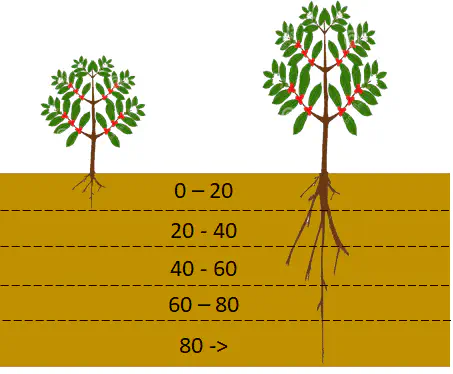 ilustração comparativa de duas plantas, provavelmente cafeeiros, e seus respectivos sistemas radicular