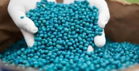 close-up de mãos enluvadas, vestindo luvas brancas de proteção, que seguram uma grande quantidade de sement