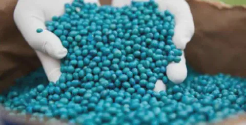 close-up de mãos enluvadas, vestindo luvas brancas de proteção, que seguram uma grande quantidade de sement