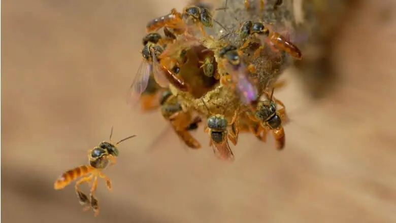 fotografia macro que captura um enxame de abelhas nativas, possivelmente da espécie Jataí ou similar, em plena