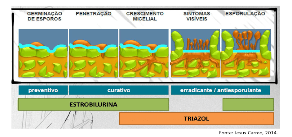Ação de Fungicidas: Estrobilurina e Triazol no Ciclo da Doença infográfico detalhado que ilustra as cinco fases do ciclo de uma doença fúngica em uma planta e a janela de atu