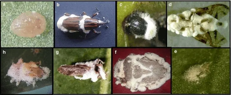 composição de oito fotografias em close-up, identificadas de ‘a’ a ‘h’, que ilustram a ação de um fungo entomo