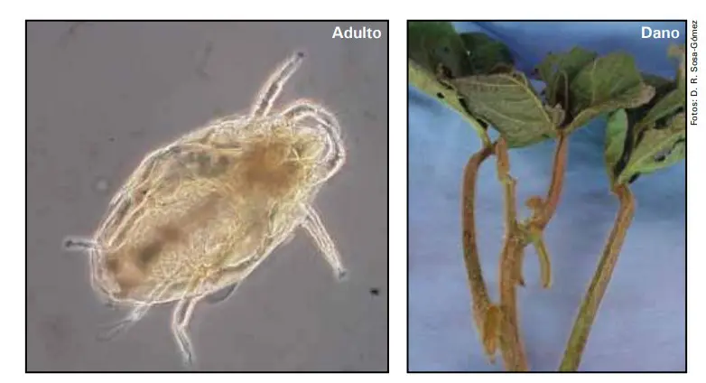 composição de duas fotografias que ilustram o ácaro-da-haste-preta e os danos que ele causa em plantas de soja
