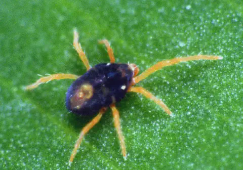 uma fotografia macro de um ácaro sobre a superfície de uma folha verde. O aracnídeo, de corpo ovalado e cor es
