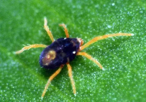 uma fotografia macro de um ácaro sobre a superfície de uma folha verde. O aracnídeo, de corpo ovalado e cor es