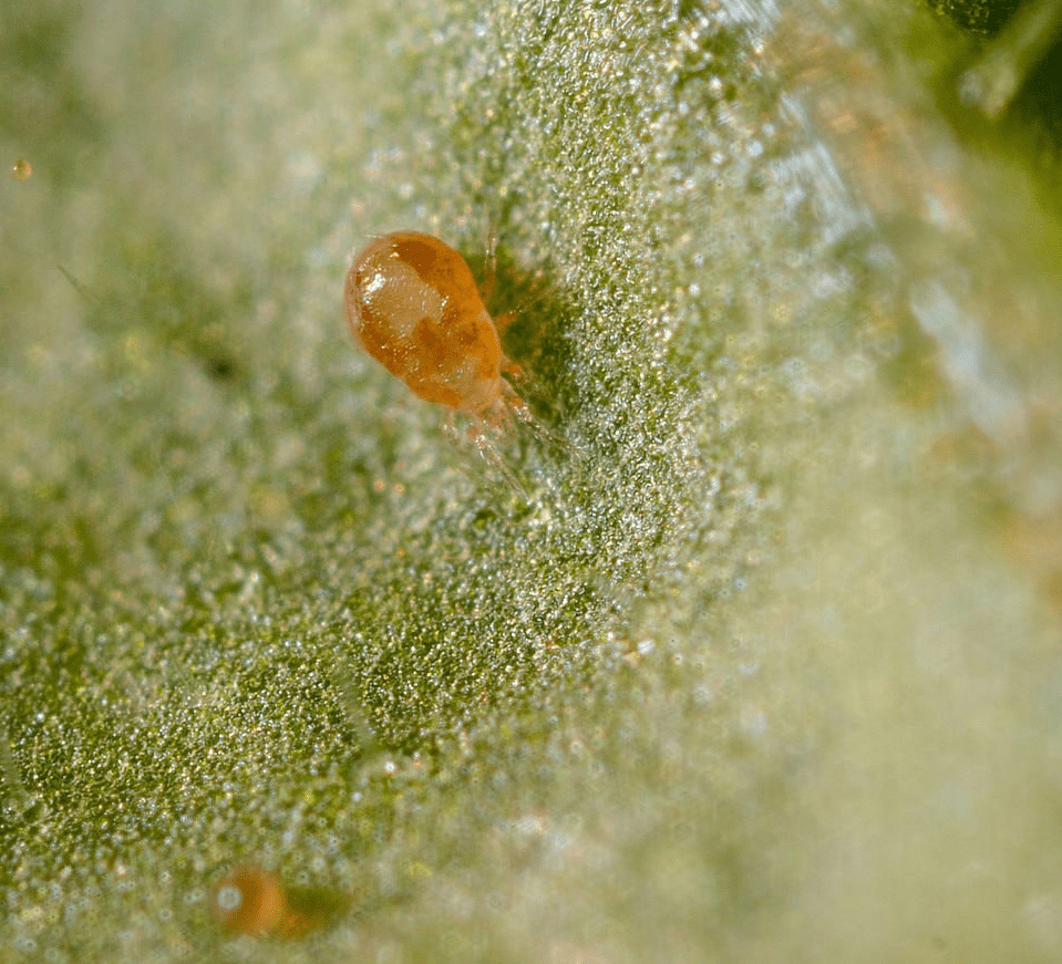 Fotografia macro de um ácaro, provavelmente um ácaro-rajado (Tetranychus urticae), sobre a superfície de uma folha verde. O á