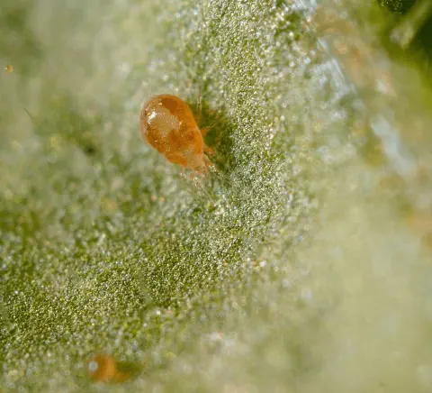 Fotografia macro de um ácaro, provavelmente um ácaro-rajado (Tetranychus urticae), sobre a superfície de uma folha verde. O á