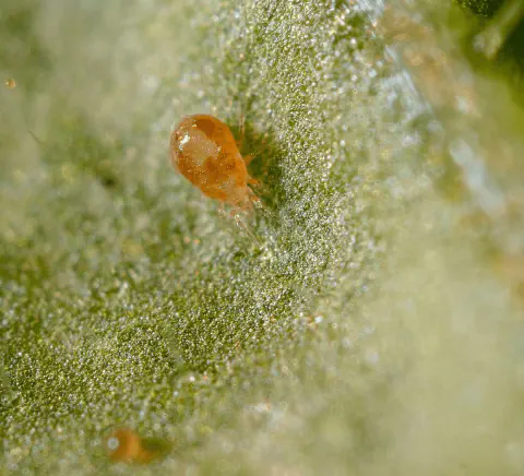 Fotografia macro de um ácaro, provavelmente um ácaro-rajado (Tetranychus urticae), sobre a superfície de uma folha verde. O á