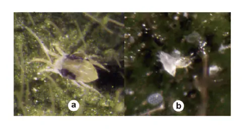 composição de duas micrografias, rotuladas como 'a' e 'b', que mostram o ácaro-rajado (Tetranychus urticae) em