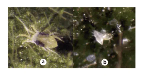 composição de duas micrografias, rotuladas como 'a' e 'b', que mostram o ácaro-rajado (Tetranychus urticae) em