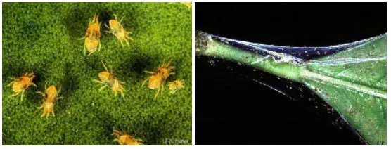 composição de duas fotografias macro que ilustram a praga agrícola conhecida como ácaro-rajado (Tetranychus ur