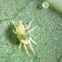 uma fotografia macro de um ácaro-rajado (Tetranychus urticae), uma praga agrícola comum, sobre uma superfície