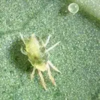uma fotografia macro de um ácaro-rajado (Tetranychus urticae), uma praga agrícola comum, sobre uma superfície