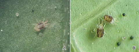 díptico, dividido em dois painéis rotulados 'A' e 'B', exibindo uma visão macro de ácaros-rajados (provavelment