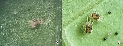 díptico, dividido em dois painéis rotulados 'A' e 'B', exibindo uma visão macro de ácaros-rajados (provavelment