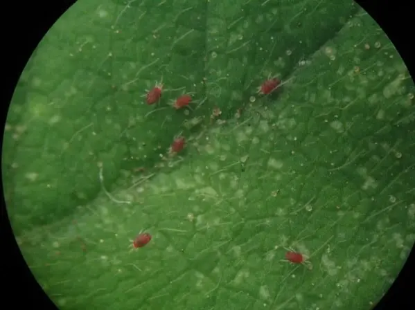 visão macro, provavelmente através de uma lente de aumento ou microscópio, de uma folha de planta verde i