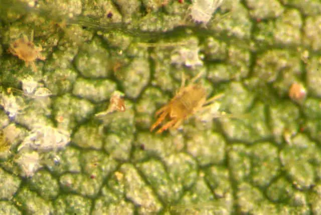 uma visão macro, provavelmente de microscópio, da superfície de uma folha de planta verde e texturizada. Sobre