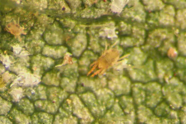 Ácaros na Lavoura: Como Identificar e Controlar a Praga uma visão macro, provavelmente de microscópio, da superfície de uma folha de planta verde e texturizada. Sobre